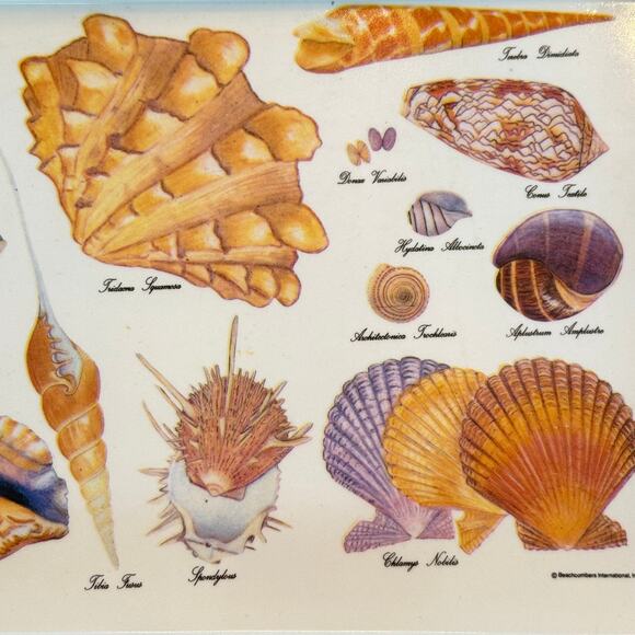 Vintage 1986 Melamine Sea Shell Trays 7"X5.5", Set of 2 - Picture 2 of 8